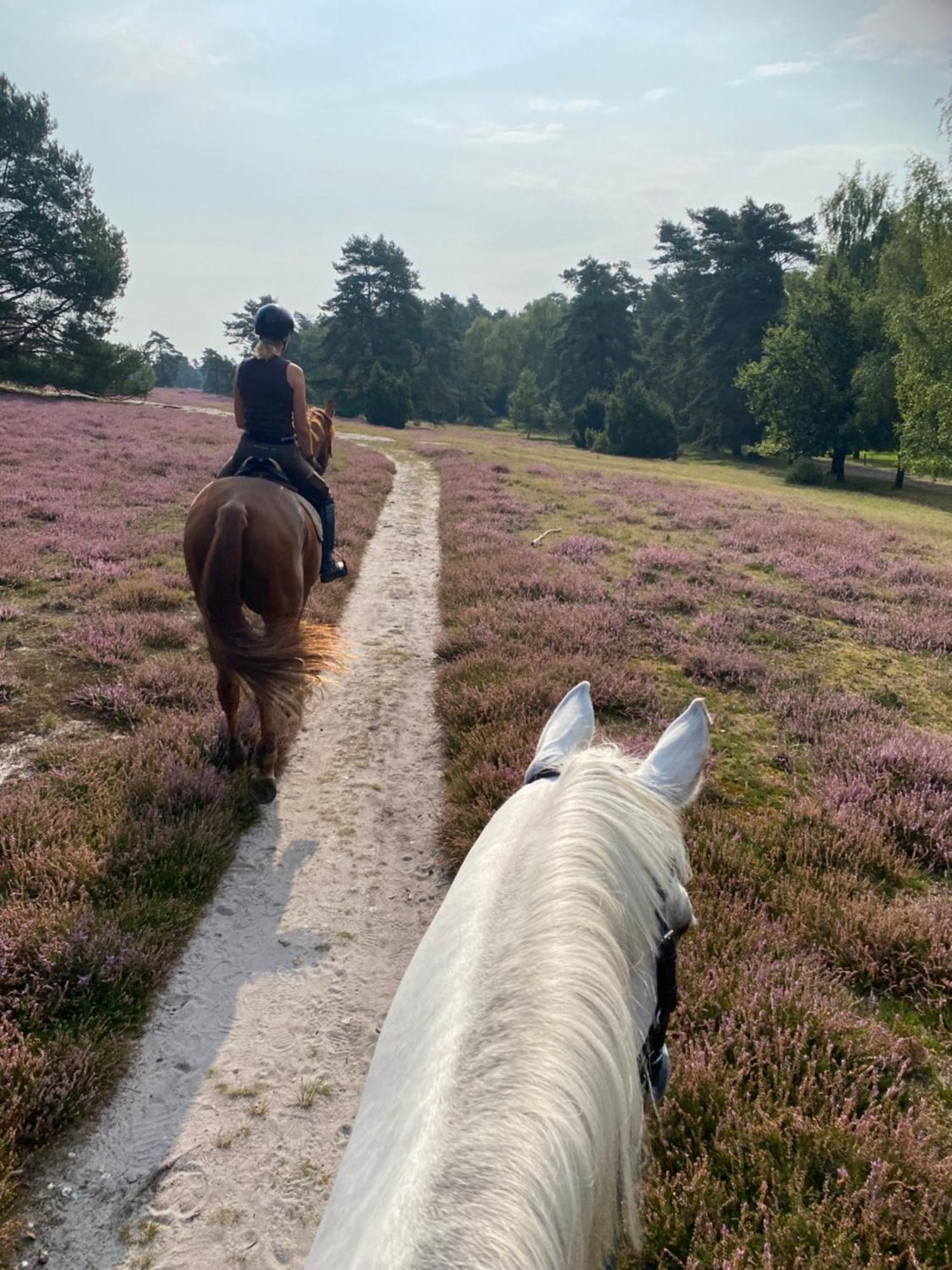 Heidegut Eschede Reitsportanlage Und Feriendorf Esterno foto