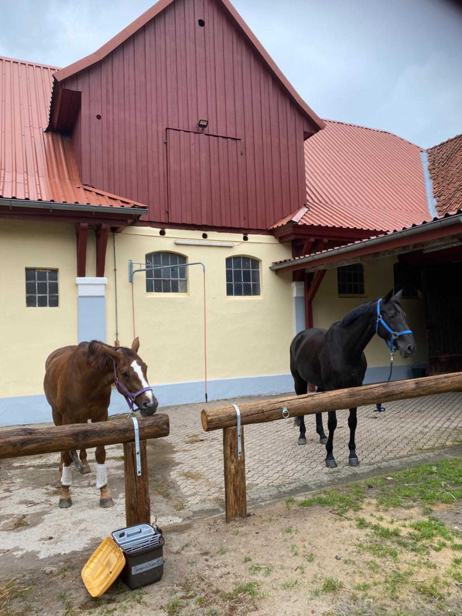 Heidegut Eschede Reitsportanlage Und Feriendorf Esterno foto