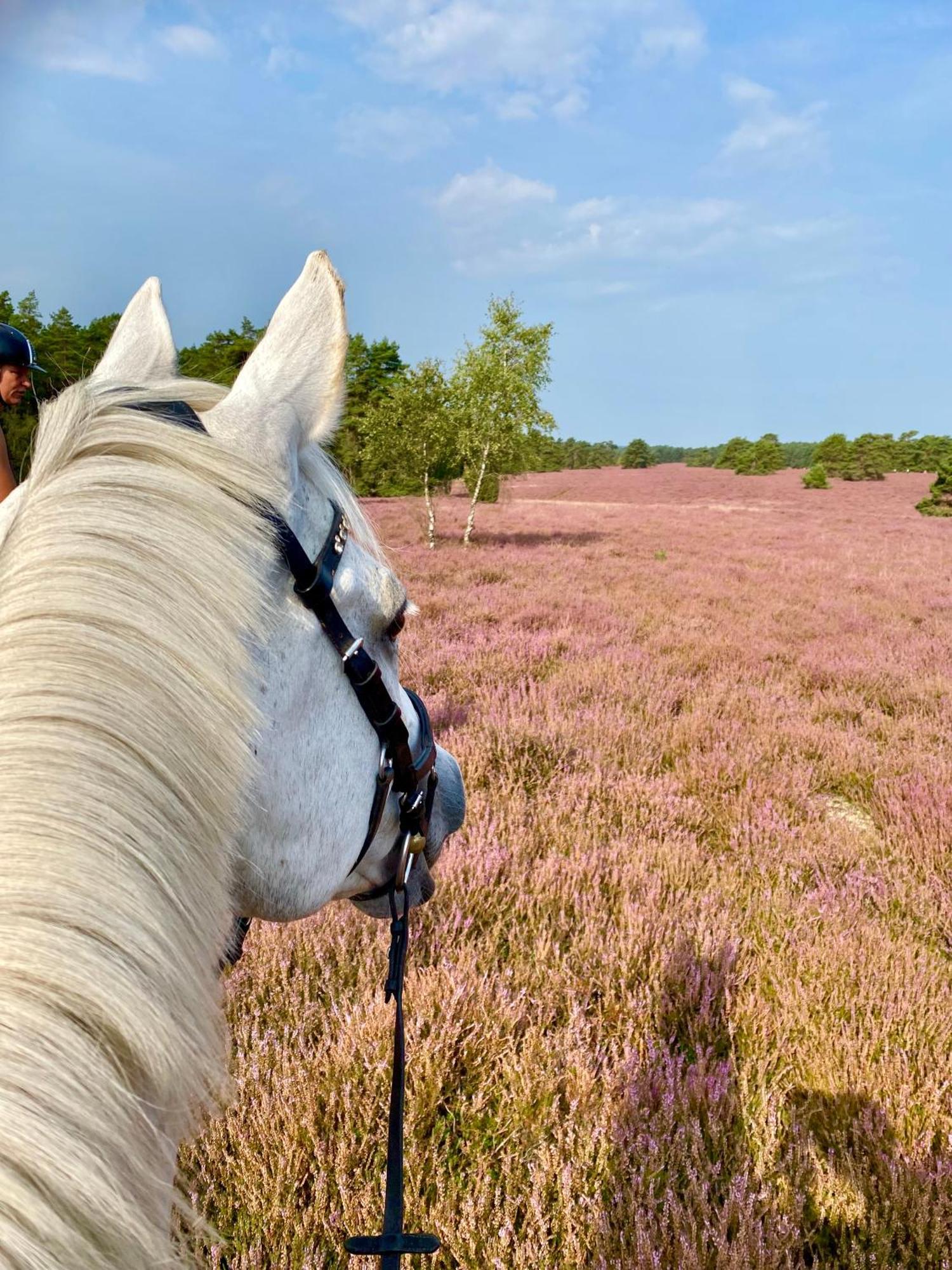 Heidegut Eschede Reitsportanlage Und Feriendorf Esterno foto