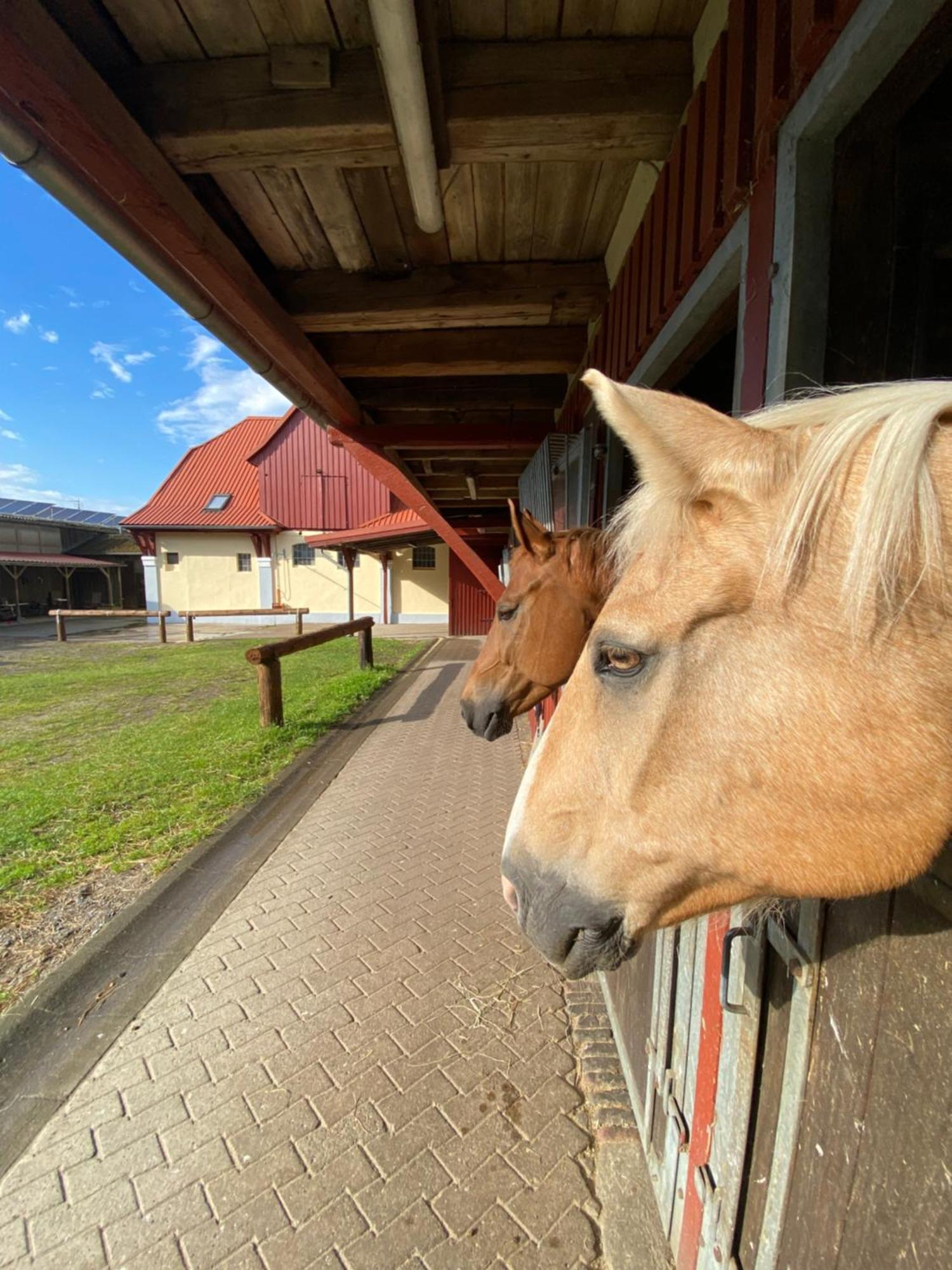 Heidegut Eschede Reitsportanlage Und Feriendorf Esterno foto