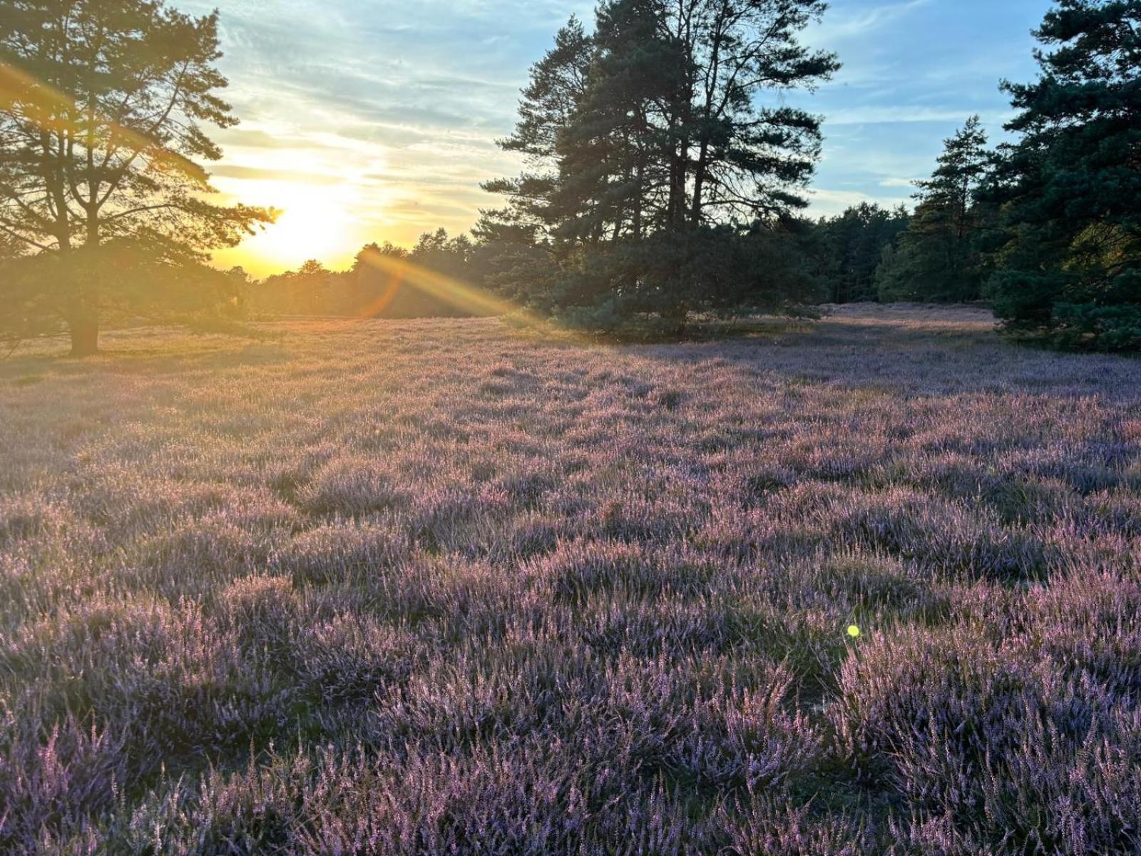 Heidegut Eschede Reitsportanlage Und Feriendorf Esterno foto